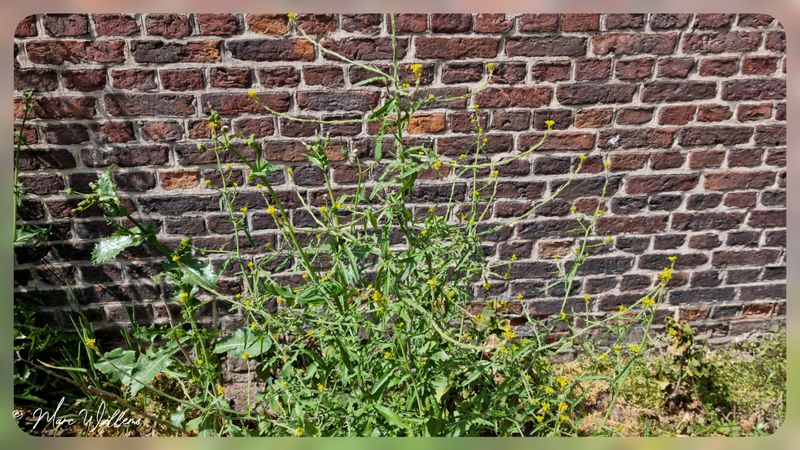 Wilde planten