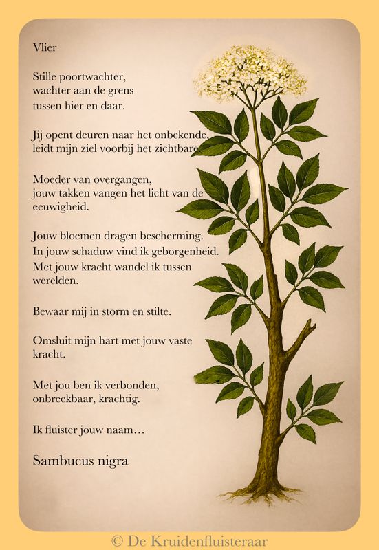 Gebed tot de vlier