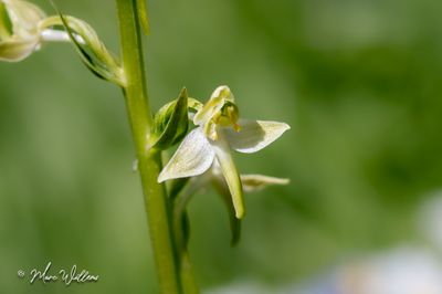 Bergnachtorchis (Platanthera chlorantha)