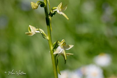 Bergnachtorchis (Platanthera chlorantha)