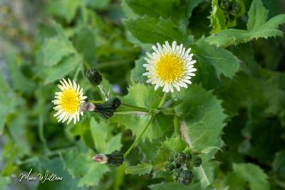 Gewone melkdistel (Sonchus oleraceus)