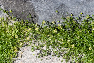 Uitstaande vetmuur (Sagina micropetala)