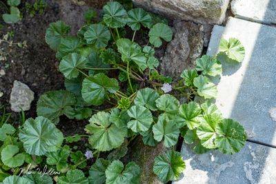 Klein kaasjeskruid (Malva neglecta)