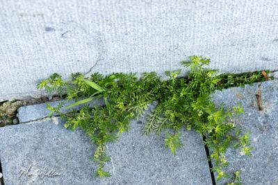 Kleine varkenskers (Coronopus didymus)