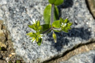 Kluwenhoornbloem (Cerastium glomeratum)- bloeiwijze