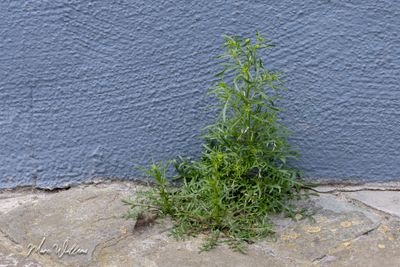 Steenkruidkers (Lepidium ruderale)