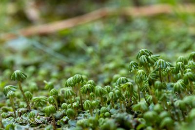 Parapluutjesmos (Marchantia polymorpha)