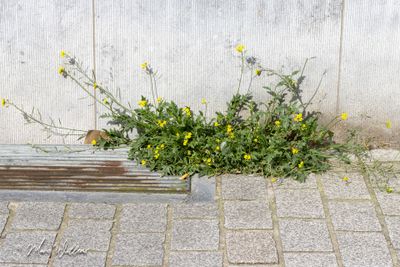 Kleine zandkool (Diplotaxis muralis)