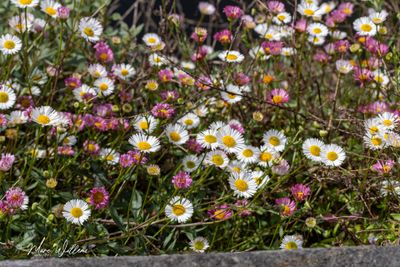 Muurfijnstraal (Erigeron karvinskianus)