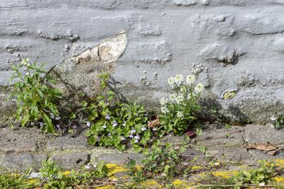 Zilverschildzaad (Lobularia maritima) en Muurleeuwenbek