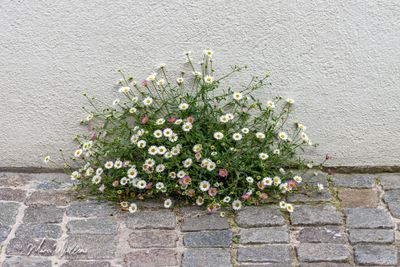 Muurfijnstraal (Erigeron karvinskianus, synoniem- Erigeron mucronatus)