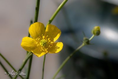 Scherpe boterbloem (Ranunculus acris)