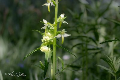 Bergnachtorchis (Platanthera chlorantha)-detail