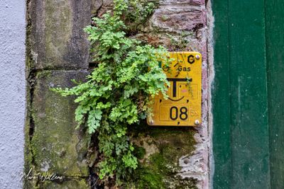 Muurvaren (Asplenium ruta-muraria)