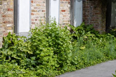 Look-zonder-look (Alliaria petiolata)