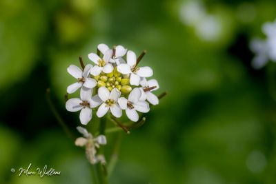 Look-zonder-look (Alliaria petiolata)-detail van de bloei