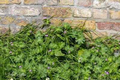 Zachte ooievaarsbek (Geranium molle)