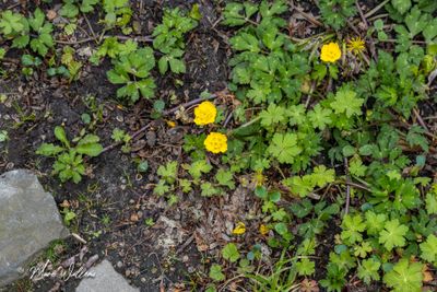 kruipende boterbloem (Ranunculus repens)-detail