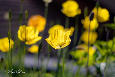 Schijnpapaver (Papaver cambricum)