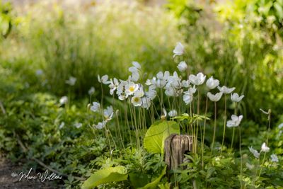 Bosanemoon (Anemone nemorosa)