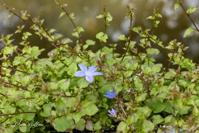 Kruipklokje (Campanula poscharskyana)