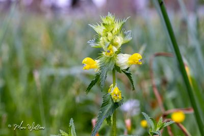 Grote ratelaar (Rhinanthus angustifolius)