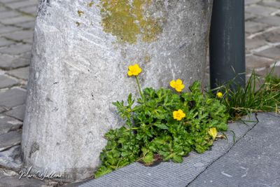 Kruipende boterbloem (Ranunculus repens)