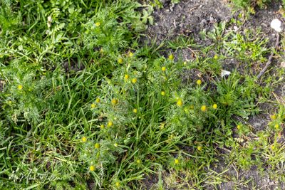 Schijfkamille (Matricaria discoidea)