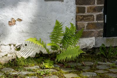 Mannetjesvaren (Dryopteris filix-mas)