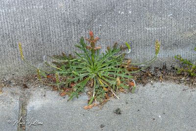 Hertshoornweegbree (Plantago coronopus)