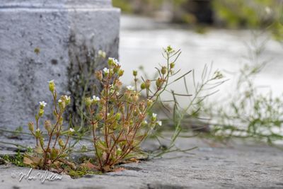 Kandelaartje (Saxifraga tridactylites)