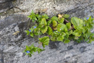 Veldereprijs (Veronica arvensis)