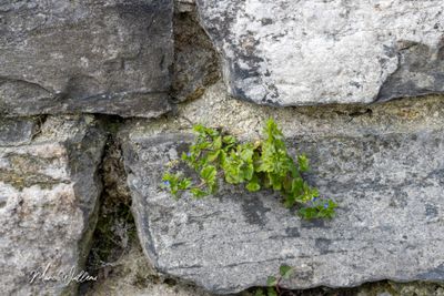 Veldereprijs (Veronica arvensis)