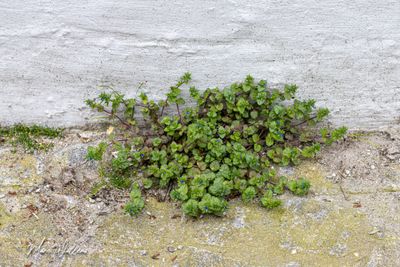 Veldereprijs (Veronica arvensis)