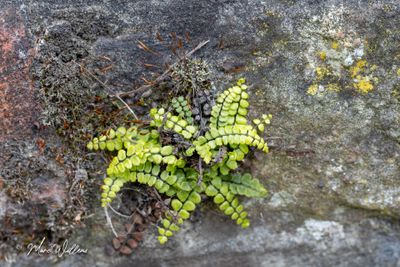 Steenbreekvaren (Asplenium trichomanes)