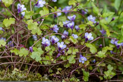 Muurleeuwenbek (Cymbalaria muralis)