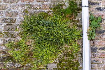 Steenbreekvaren (Asplenium trichomanes)