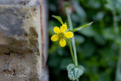 Geel nagelkruid (Geum urbanum)- detail van de bloei
