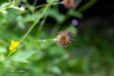 Geel nagelkruid (Geum urbanum)-vrucht