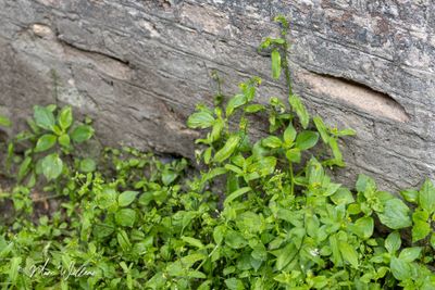 Kleinbloemige amsinckia (Amsinckia micrantha)