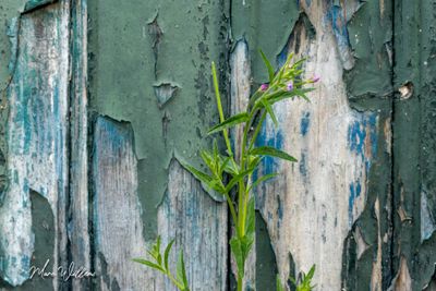 Basterdwederik spec. (Epilobium)
