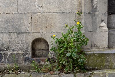 Gewone melkdistel (Sonchus oleraceus)