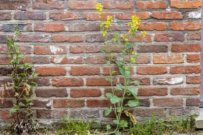 Koolzaad (Brassica napus)