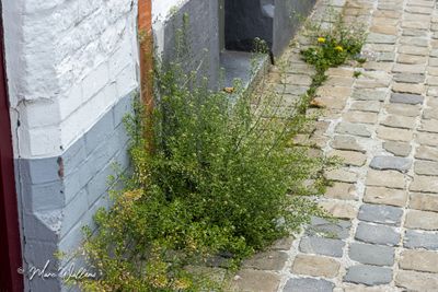 Herderstasje (Capsella bursa-pastoris)