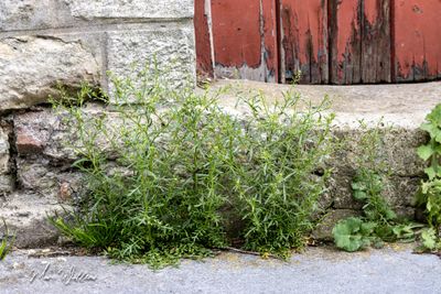 Steenkruidkers (Lepidium ruderale)