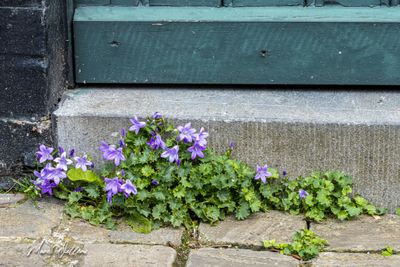 Dalmatiëklokje (Campanula portenschlagiana)