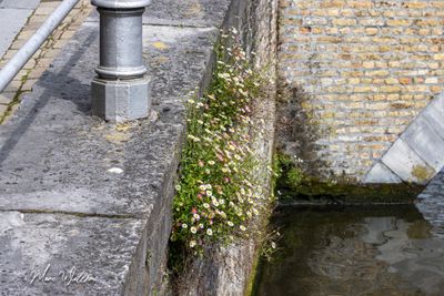 Muurfijnstraal (Erigeron karvinskianus)