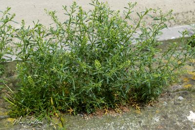 Steenkruidkers (Lepidium ruderale)