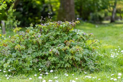 Robertskruid (Geranium robertianum)