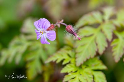 Robertskruid (Geranium robertianum)- bloei